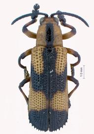   Hispoleptis  habitus 